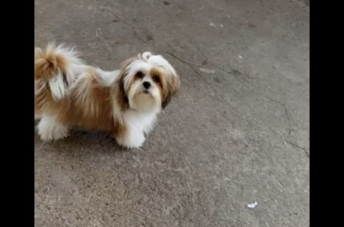 Cachorro Desaparecido