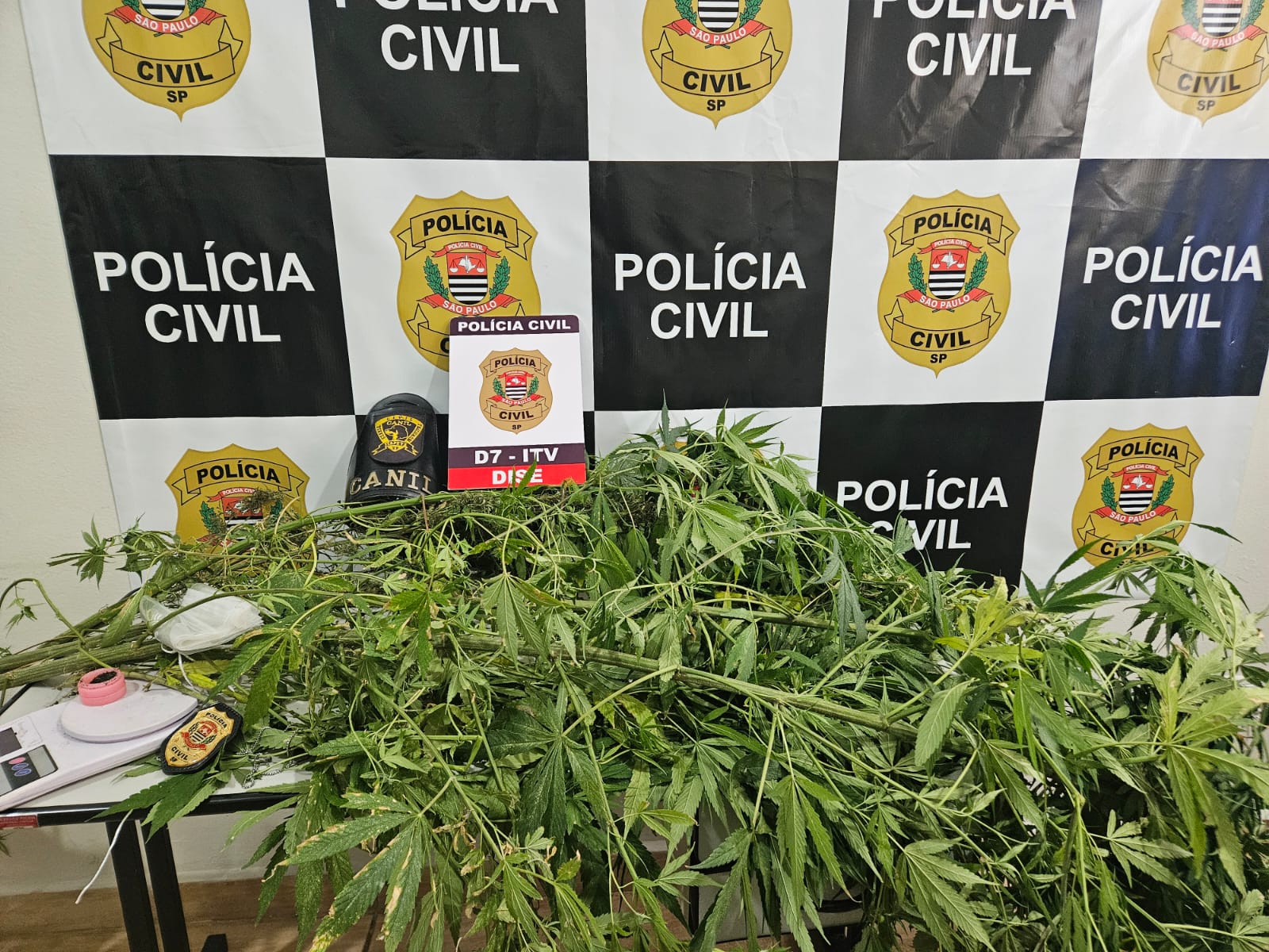 Polícia apreende cinco plantas de maconha em residência no bairro Itapeva F