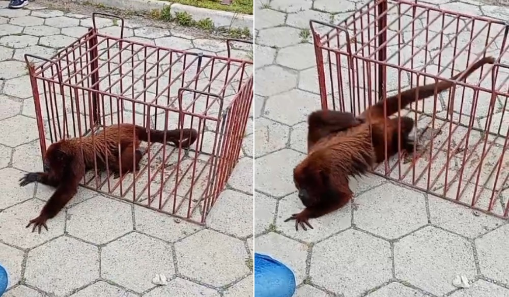 Bugio que teria atacado crianças em Guapiara escapa durante tentativa de captura