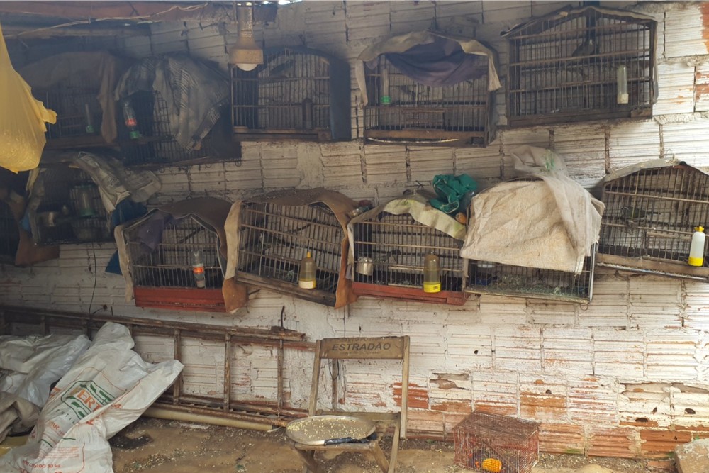 Homem é preso em Itararé por manter mais de 20 aves silvestres em cativeiro ilegal