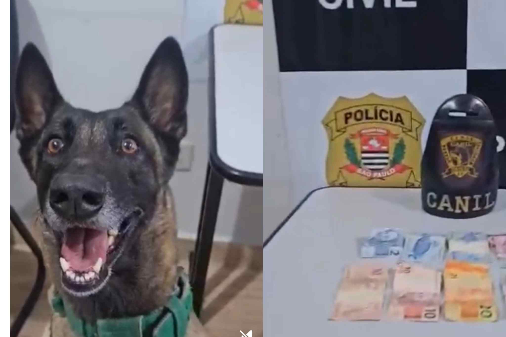 Homem é preso por tráfico de drogas após ação conjunta entre Polícia Civil e Canil da GCM em Itapeva