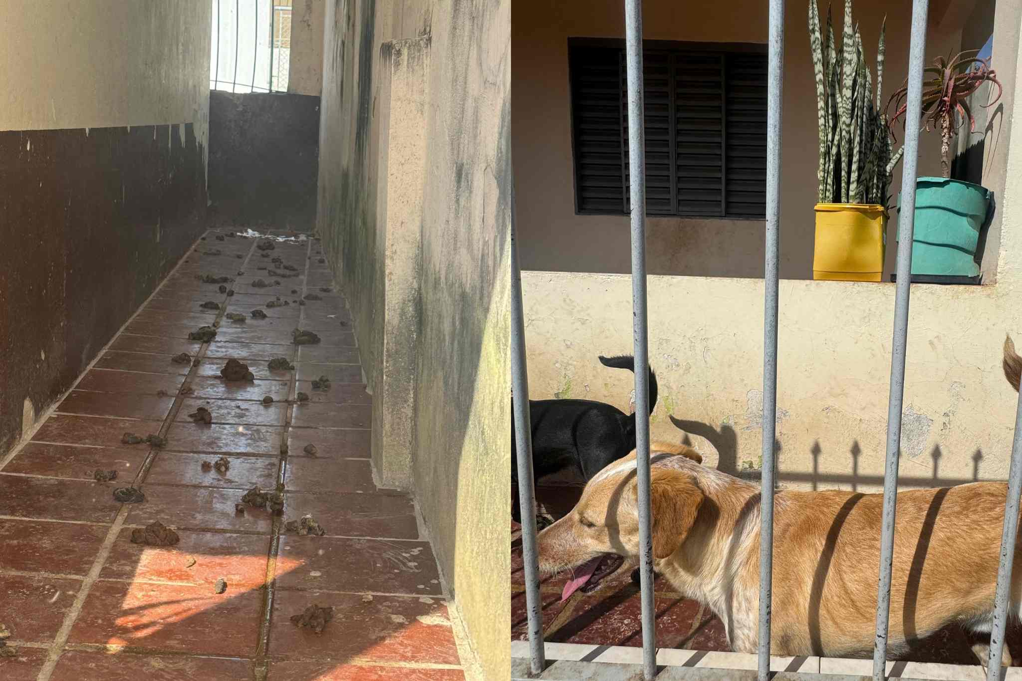 Animais são resgatados em situação de abandono na Vila Aparecida em Itapeva/SP