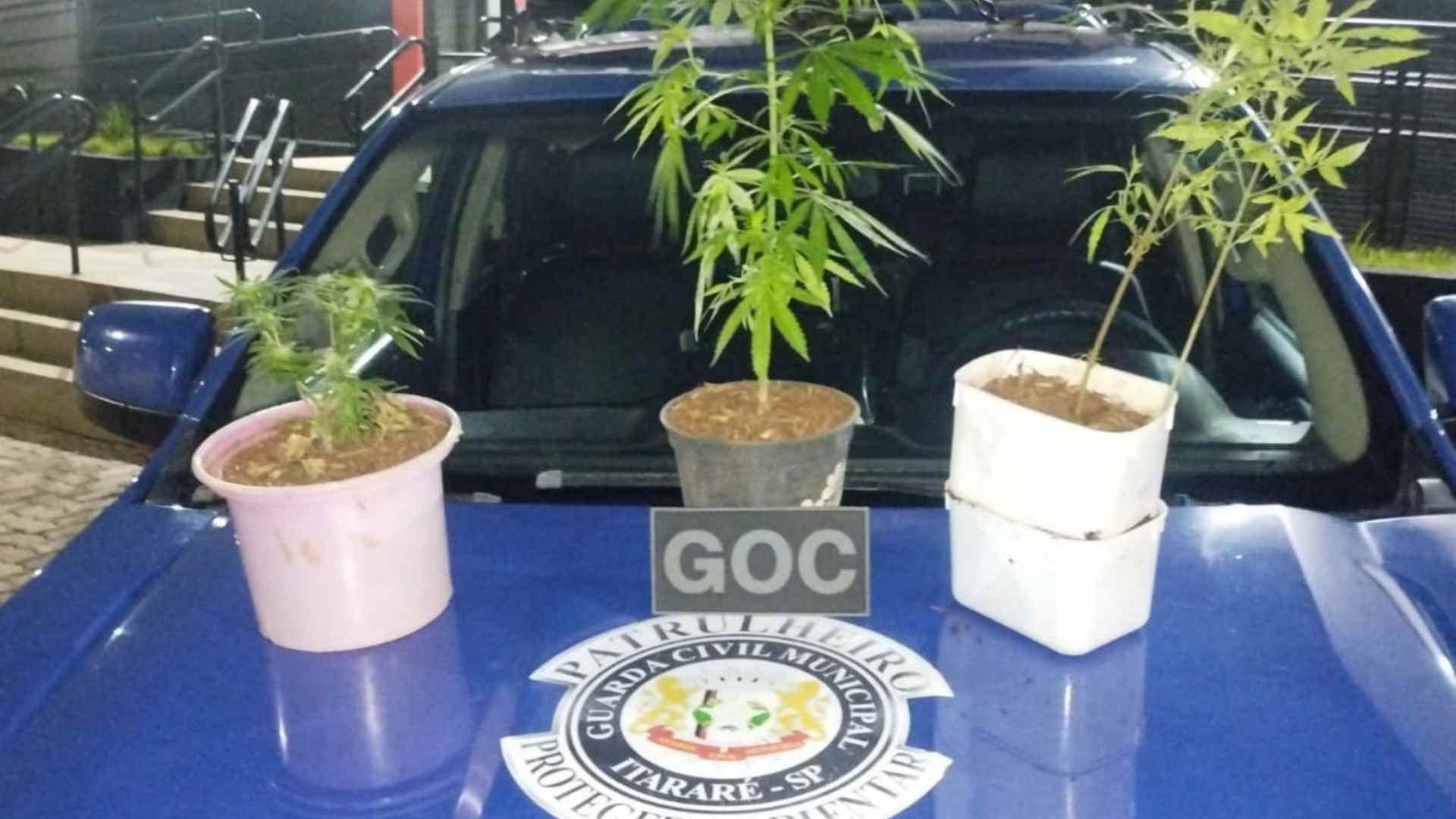 GCM de Itararé apreende pés de maconha após denúncia anônima no Jardim Pauliceia