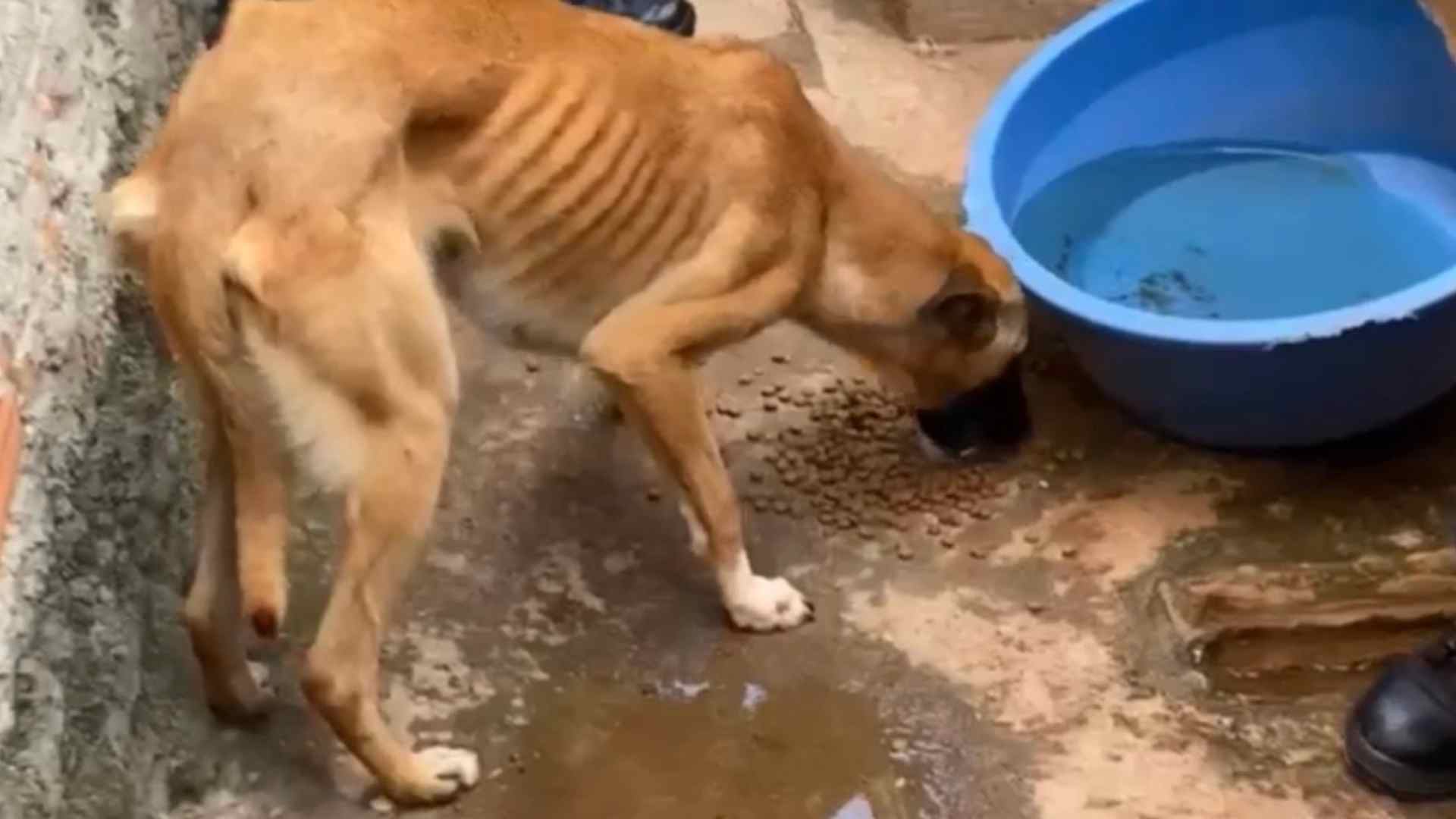 Mulher é presa em flagrante por maus-tratos a quatro cães no Jardim Virgínia em Itapeva/SP
