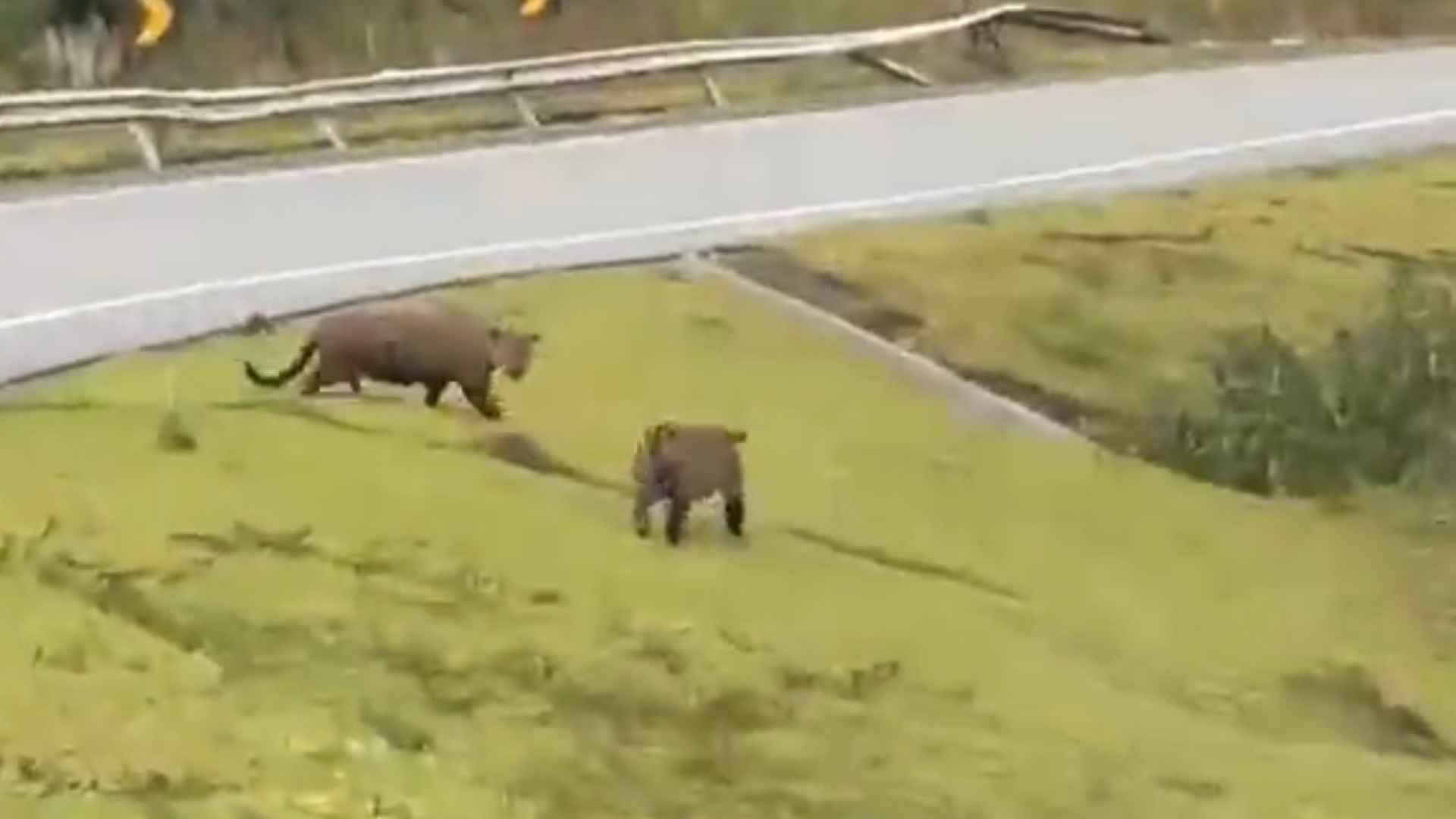 ONÇAS-PINTADAS SÃO FLAGRADAS ATRAVESSANDO RODOVIA ENTRE GUAPIARA E APIAÍ