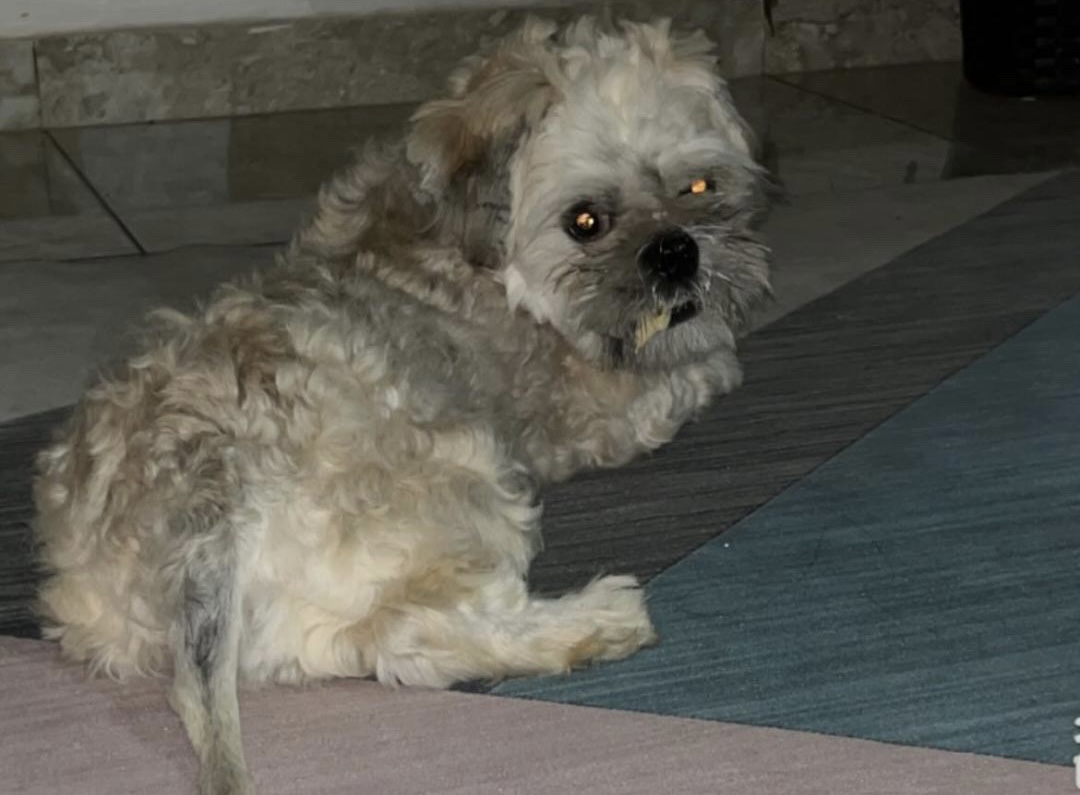 Doguinho desaparecido, se tiver informações entre em contato
