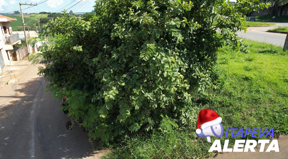 Escorpião, cobra, aranha, sapo, rato, mato, buraco, falta de esgoto, moradores do Parque Paineiras pedem socorro