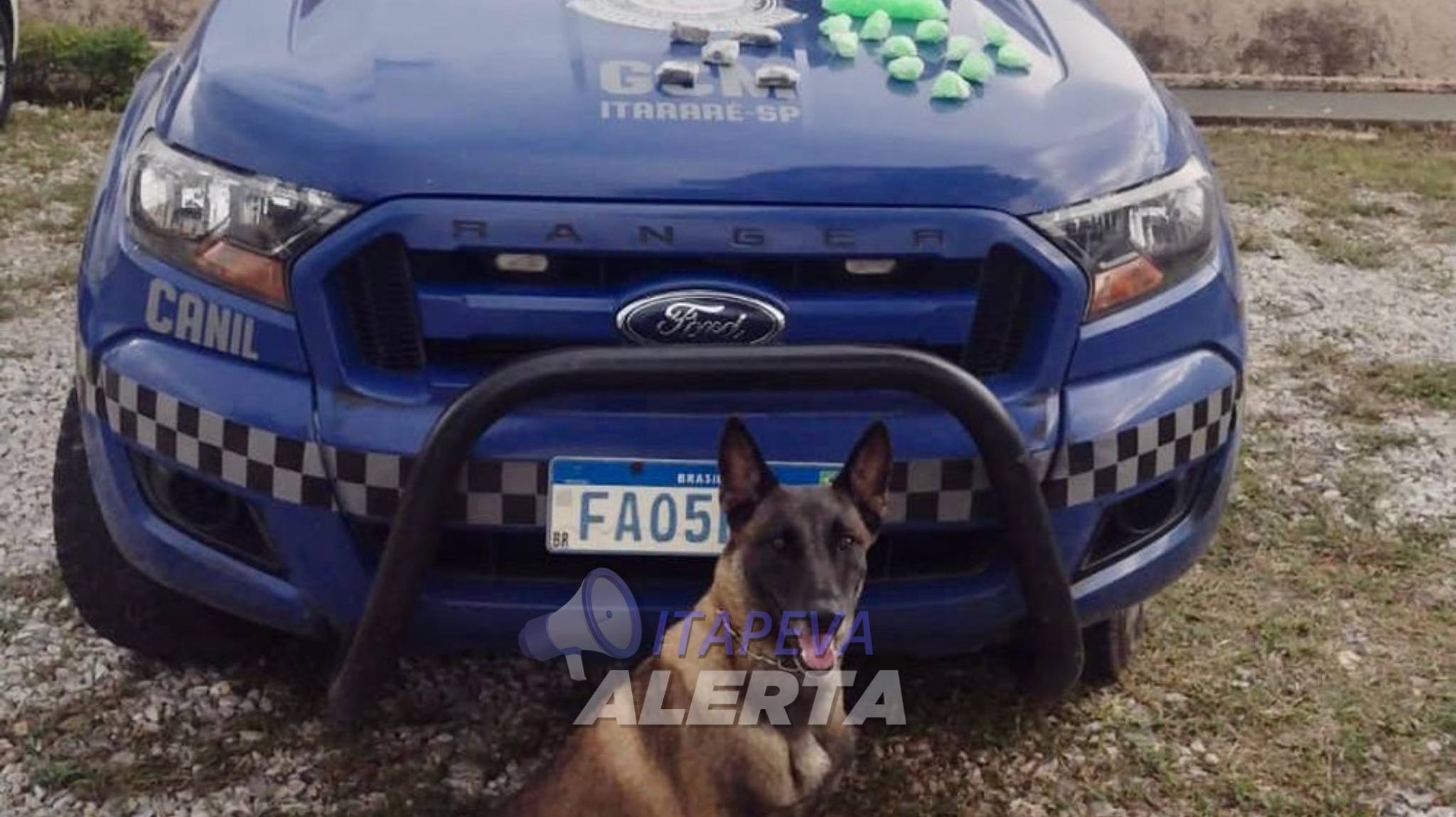 Cadela da Guarda Localiza Entorpecentes Enterrados em Itararé